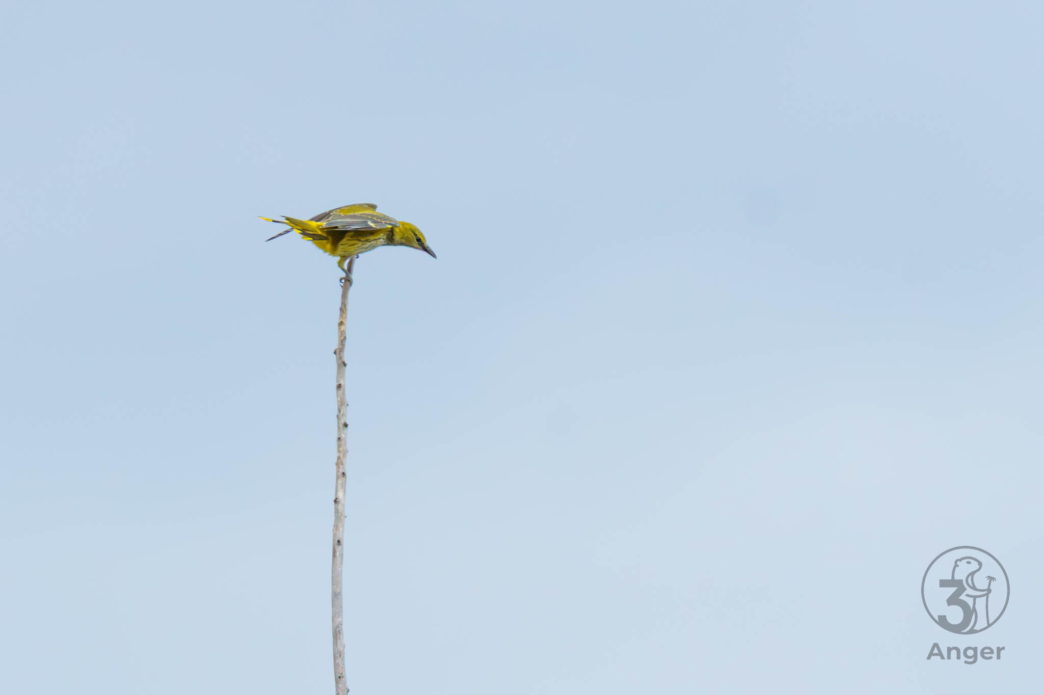 Ein gelb-grüner Pirol beugt sich auf der absoluten Spitze eines langen, dünnen, vertikalen Astes nach vorne und sichert nach unten.
