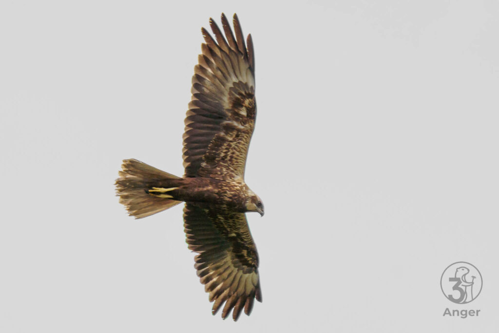 Eine Rohrweihe fliegt direkt über der Kamera und zeigt die feine Bänderung der Flügelunterseite und den Kopf im Profil.