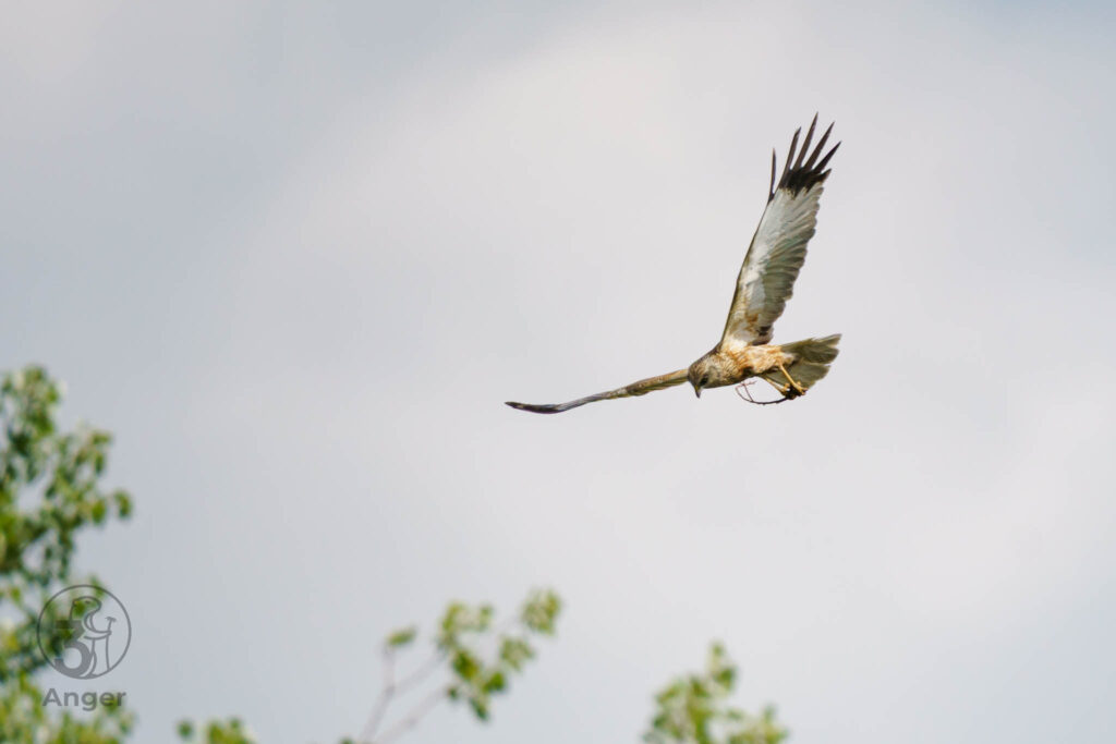 Eine weibliche Rohrweihe fliegt im Suchflug nach unten und hält einen kleinen Zweig in den Fängen.