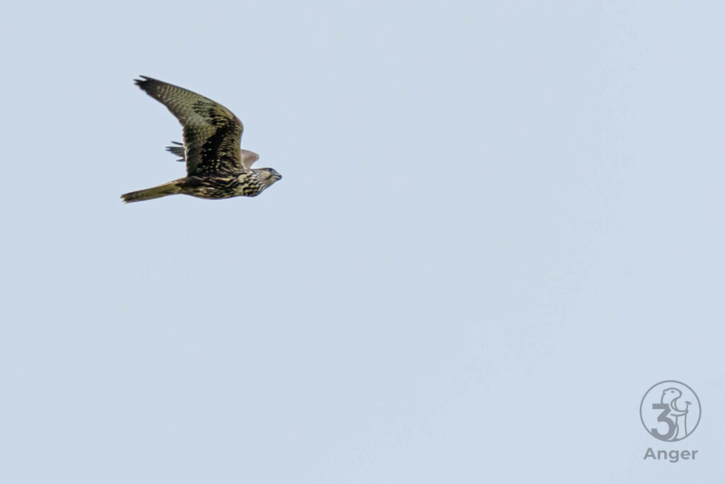 Ein Sakerfalke zieht im Vorbeiflug seine Flügel spitz nach oben vor hellgrauem Hintergrund.
