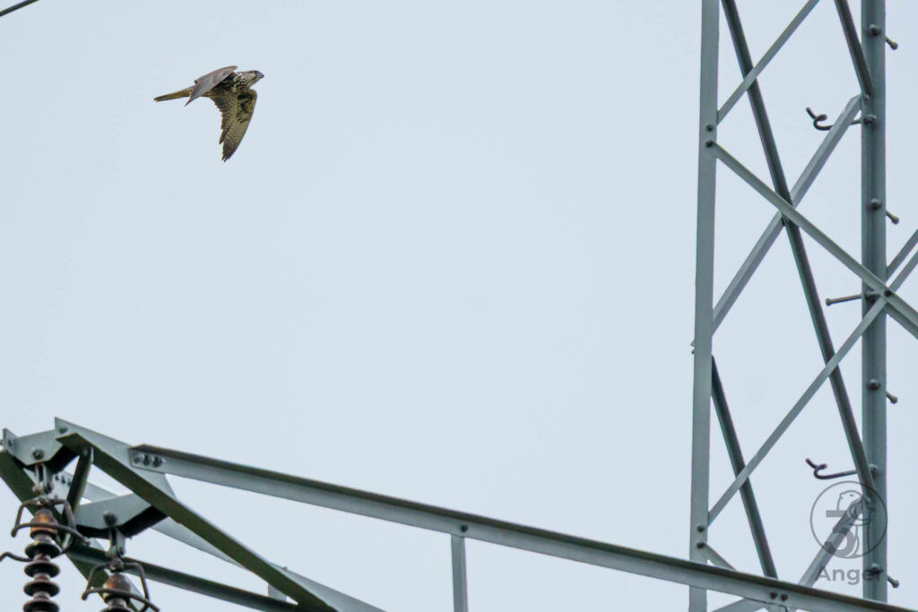 Ein Sakerfalke fliegt nah an den Stahlstreben eines Strommastes vorbei.