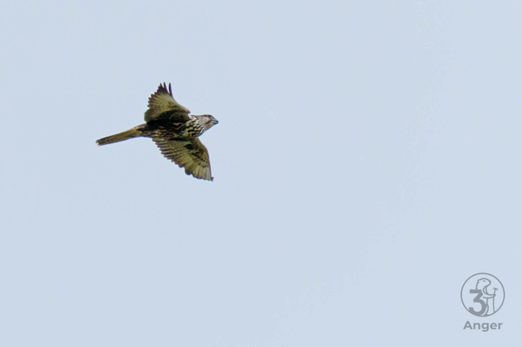 Ein Sakerfalke fliegt mit ausgebreiteten, spitz zulaufenden Flügeln vor einem hellen Himmel.