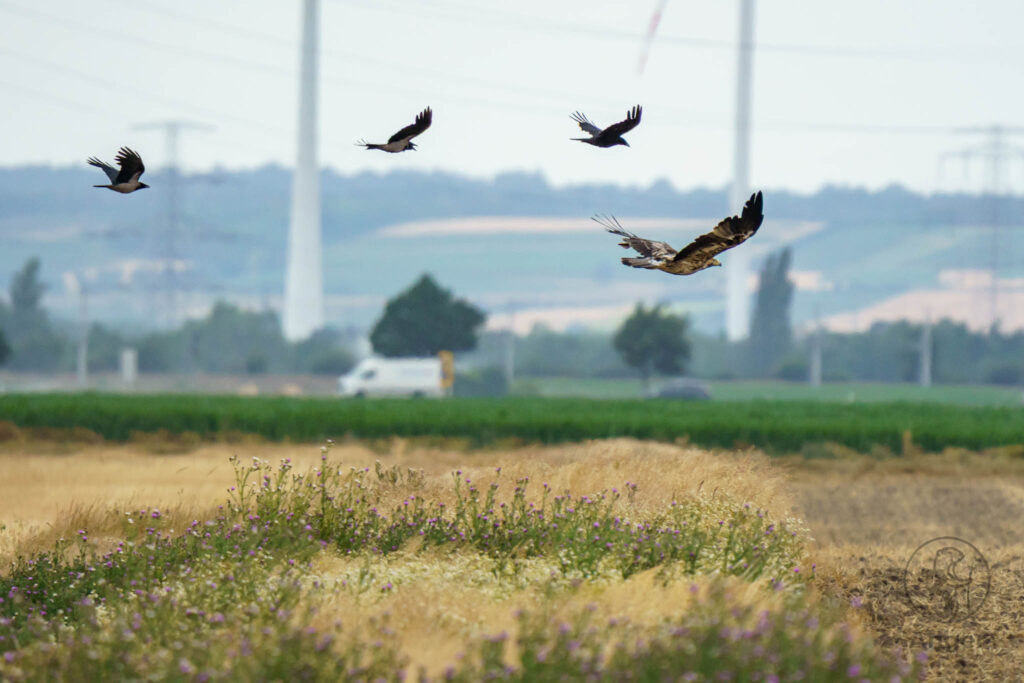 Ein Seeadler fliegt tief über einen Feldrain, während drei Krähen in Formation ihn verfolgen.