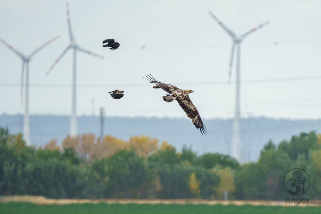 Ein Seeadler gleitet durch die Luft, verfolgt von zwei Krähen, im Hintergrund stehen große Windräder.