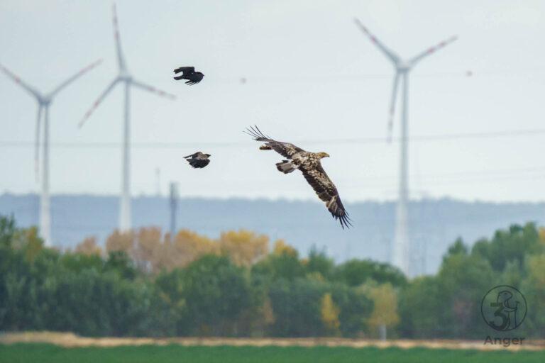 Ein Seeadler gleitet durch die Luft, verfolgt von zwei Krähen, im Hintergrund stehen große Windräder.