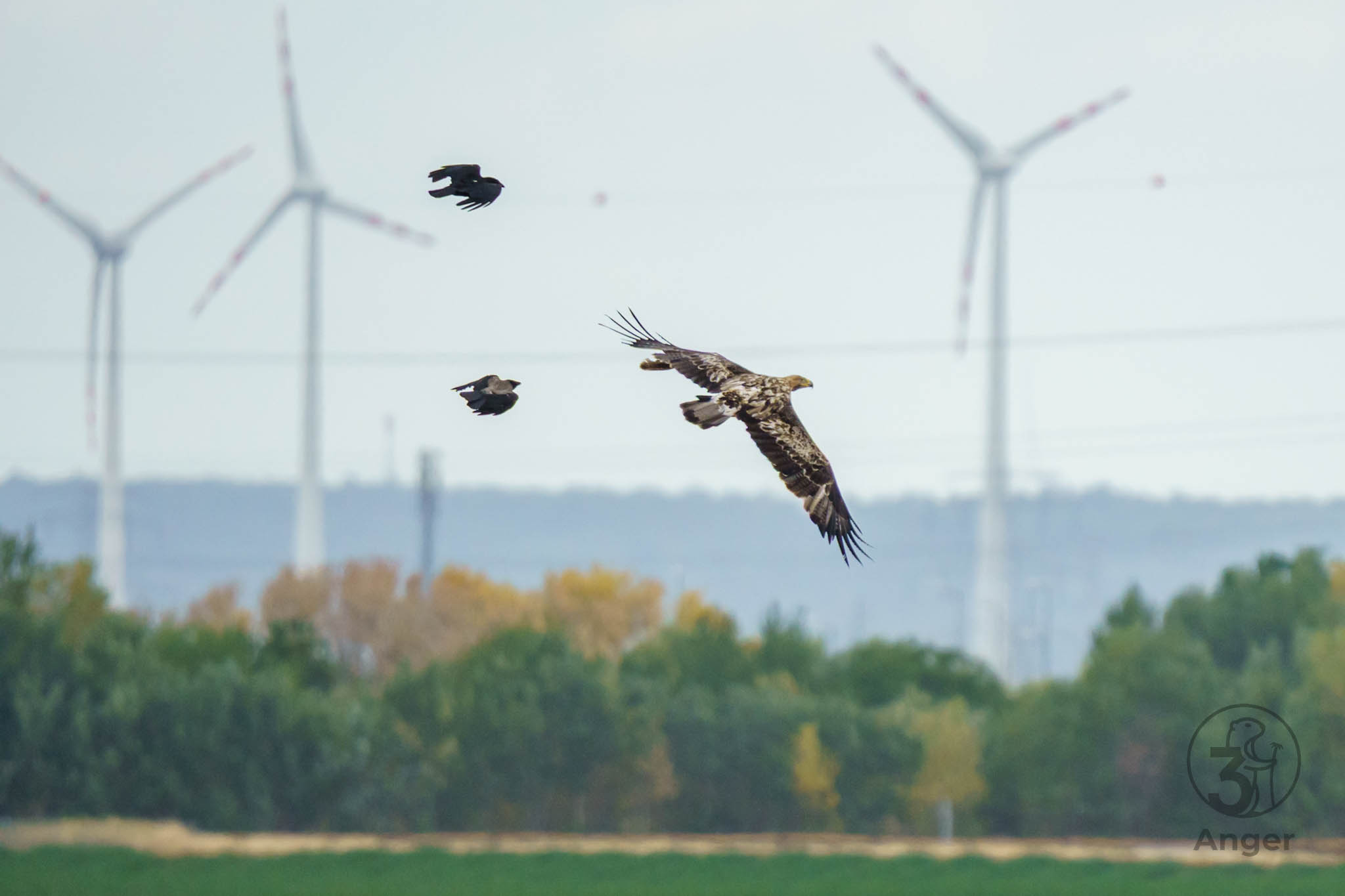Ein Seeadler gleitet durch die Luft, verfolgt von zwei Krähen, im Hintergrund stehen große Windräder.
