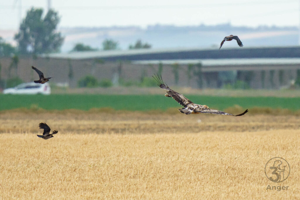 Ein Seeadler gleitet knapp über ein goldenes Stoppelfeld, umgeben von mehreren Krähen.