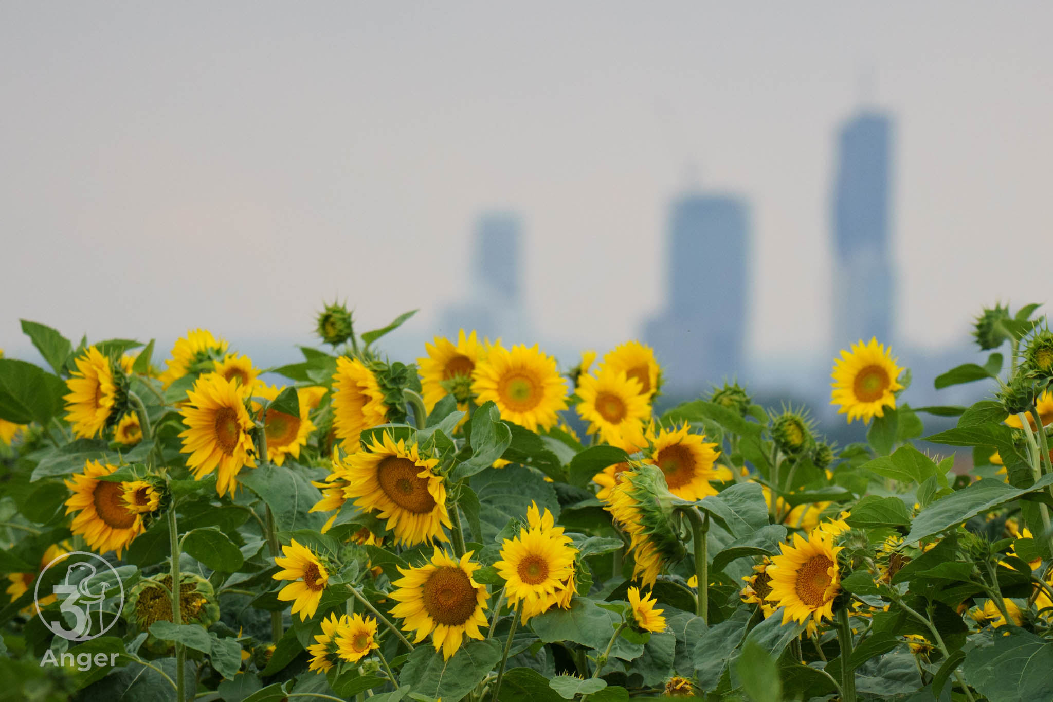 Nahaufnahme gelber blühender Sonnenblumen im Vordergrund, dahinter ist verschwommen die Skyline von Wien zu erkennen.