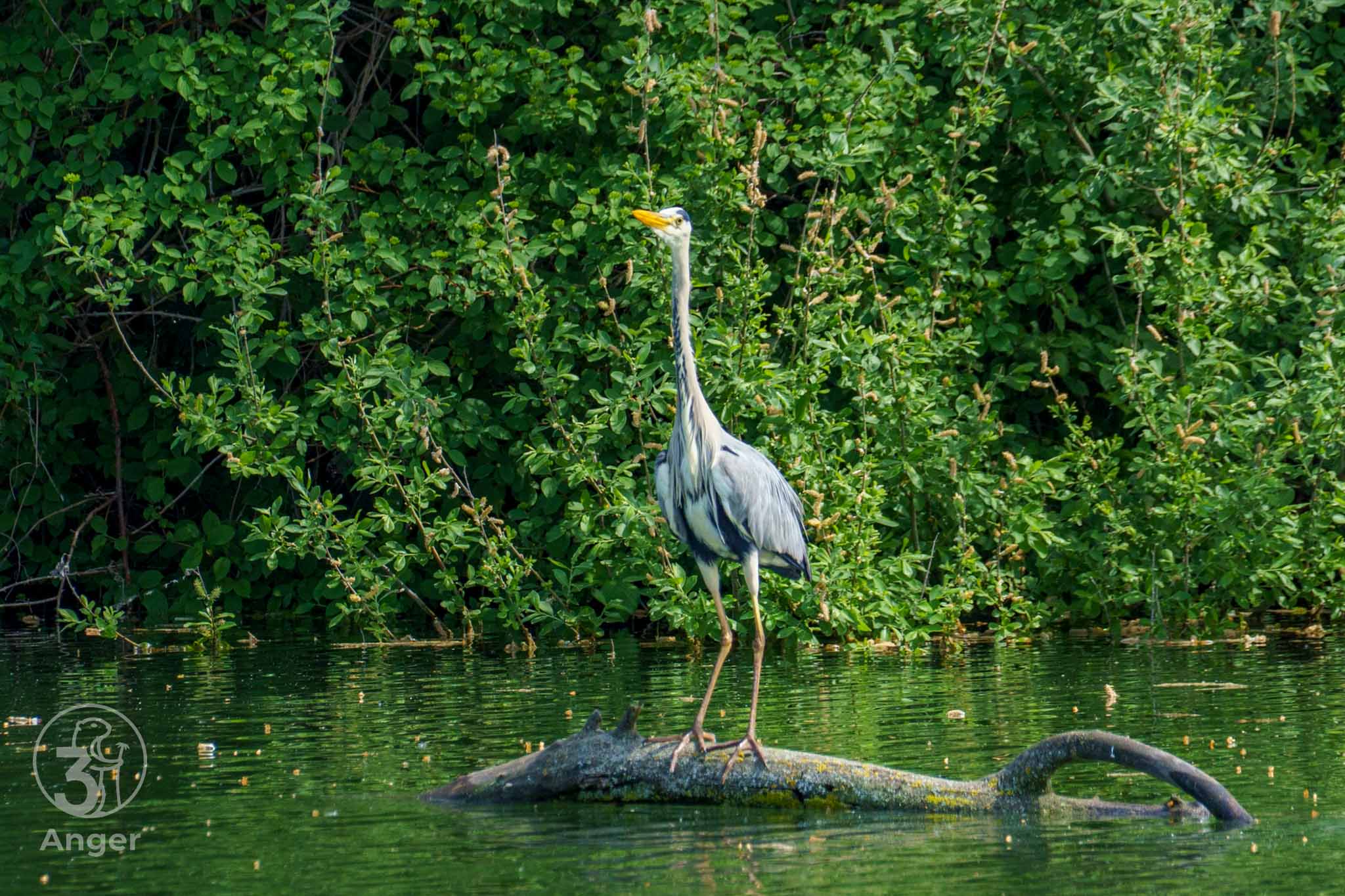 Graureiher steht aufgerichtet mit lang gestrecktem Hals auf einem im Wasser treibenden Holzstamm vor grünem Gebüsch.