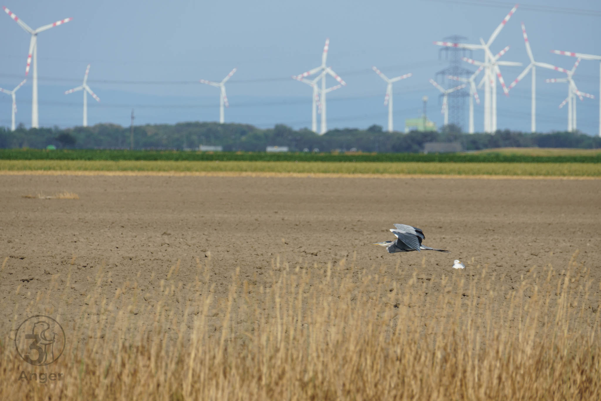 Graureiher fliegt tief über ein abgeerntetes Feld im Marchfeld, im unscharfen Hintergrund stehen zahlreiche Windräder.
