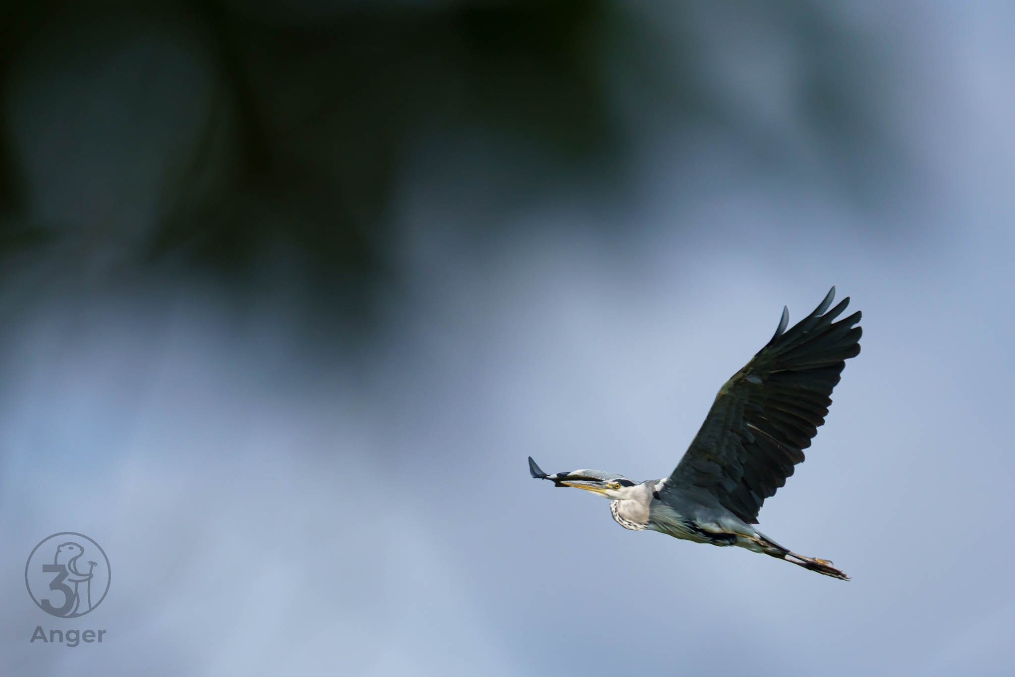 Graureiher fliegt steil nach oben geneigt vor einem leicht bewölkten, blauen Himmel mit steil aufgestelltem Flügel.