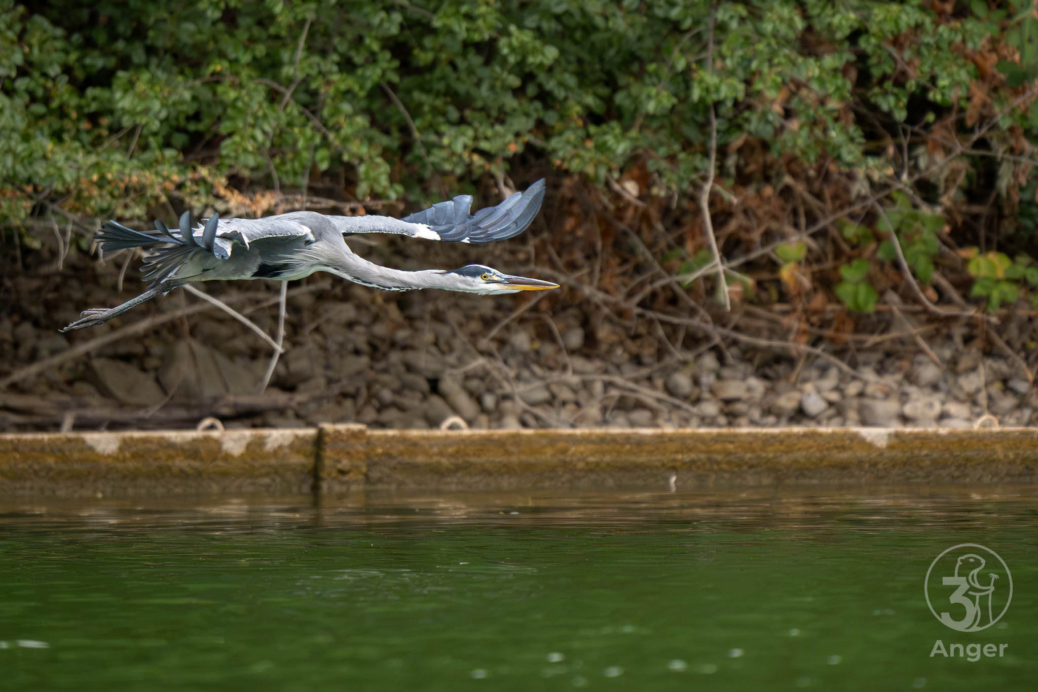 Graureiher knapp über dem Wasser in flacher Flugposition mit leicht nach oben gewinkelten Flügelspitzen.