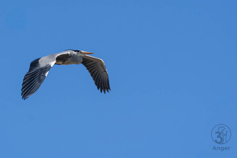 Graureiher fliegt mit weit nach unten gebogenen Flügeln von unten fotografiert vor einem strahlend blauen Himmel.