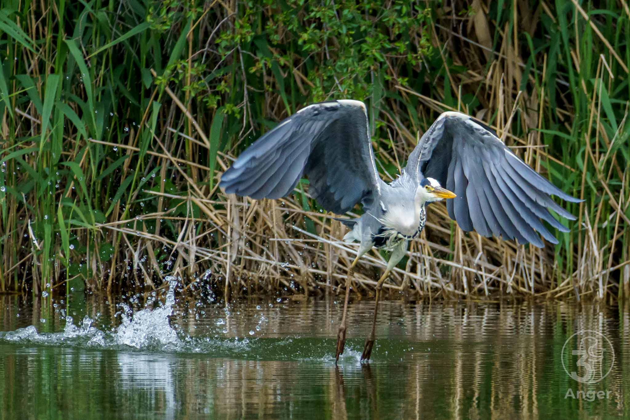 Graureiher hebt mit weit geöffneten Flügeln aus dem Wasser ab, das Wasser spritzt durch die Bewegung davon