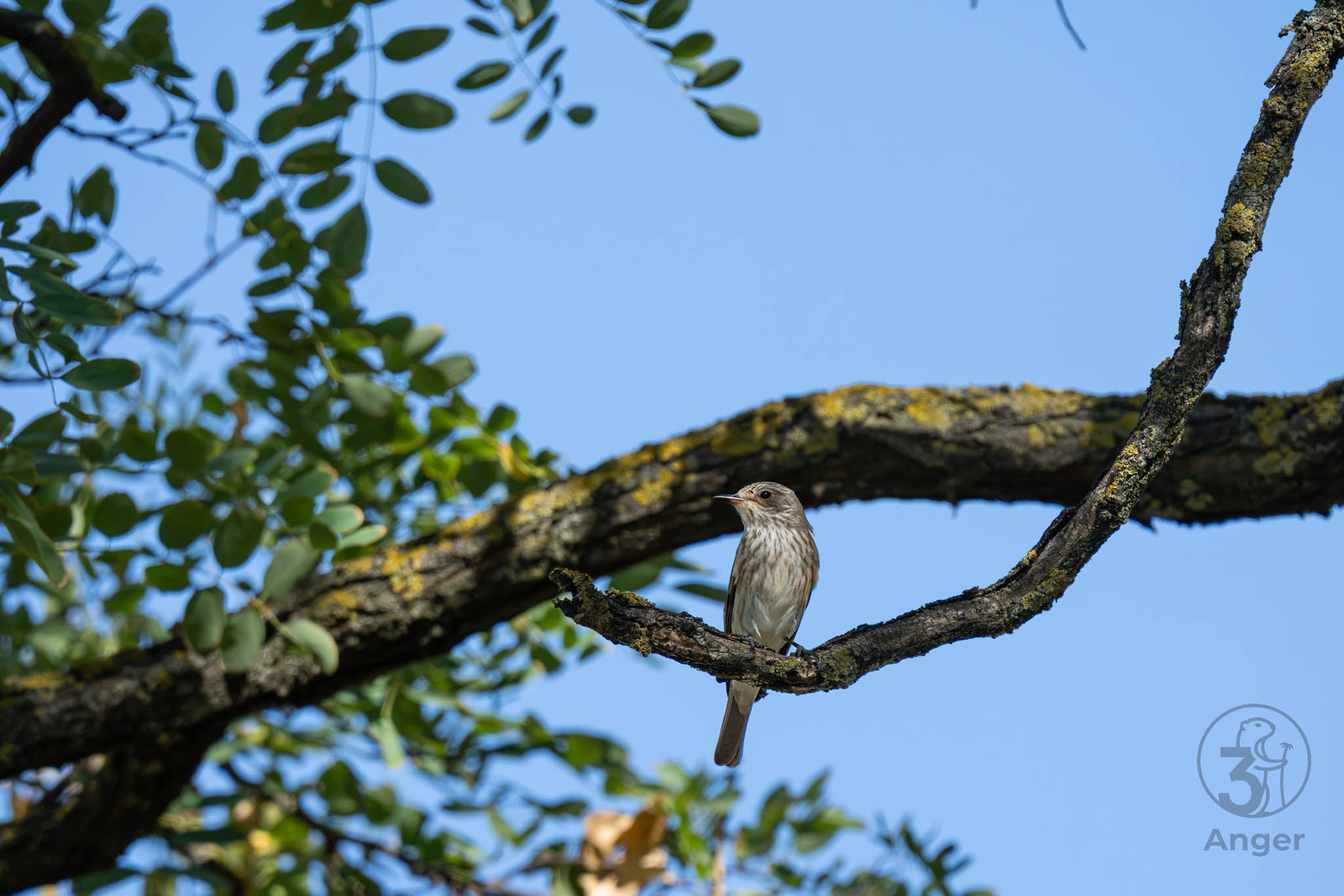 Ein Grauschnäpper sitzt auf einem Ast, umgeben von grünen Blättern und blauem Himmel.