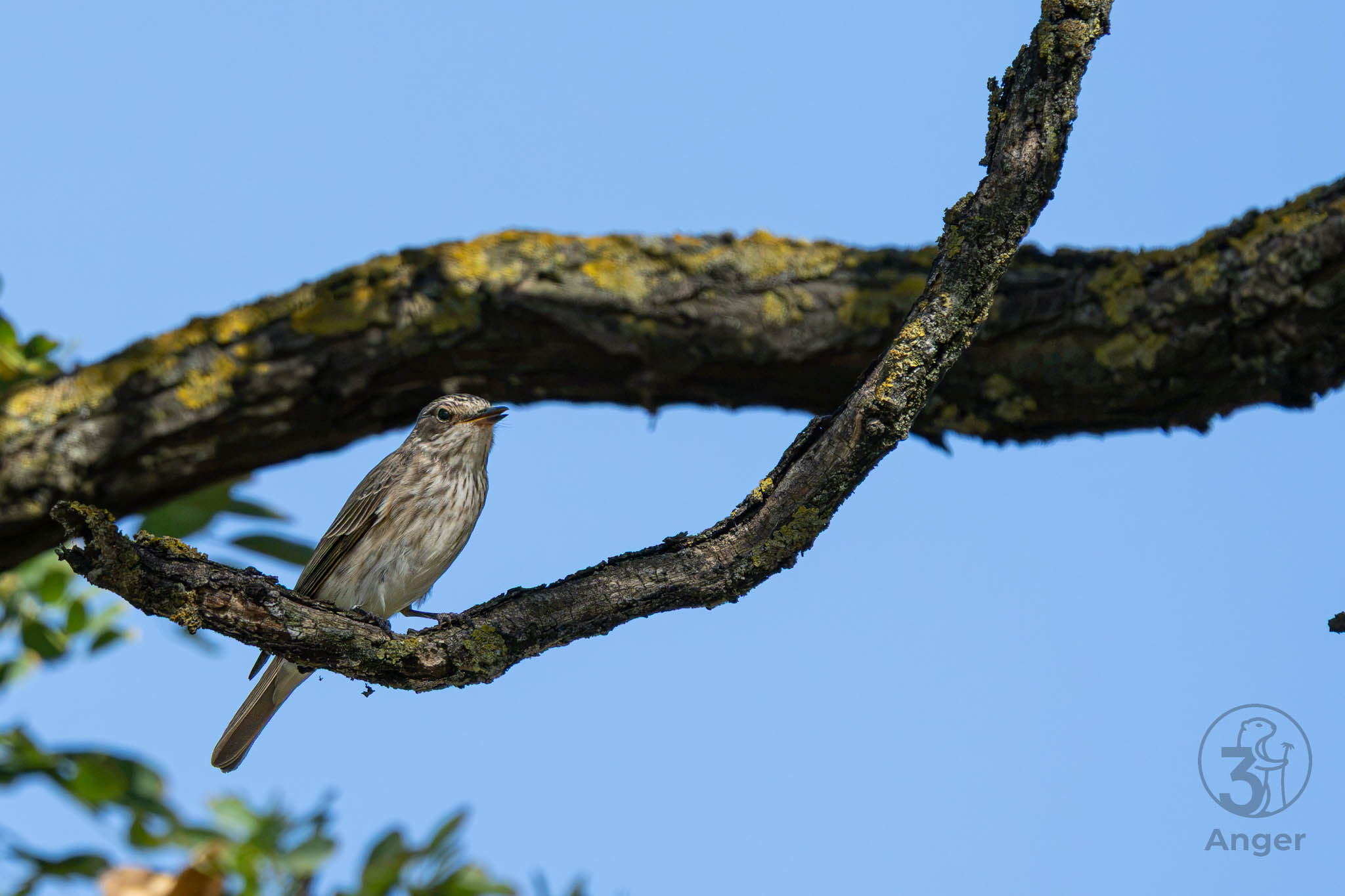 Grauschnäpper sitzt leicht seitlich auf einem dicken Ast und hält mit leicht geöffnetem Schnabel Ausblick nach Insekten.