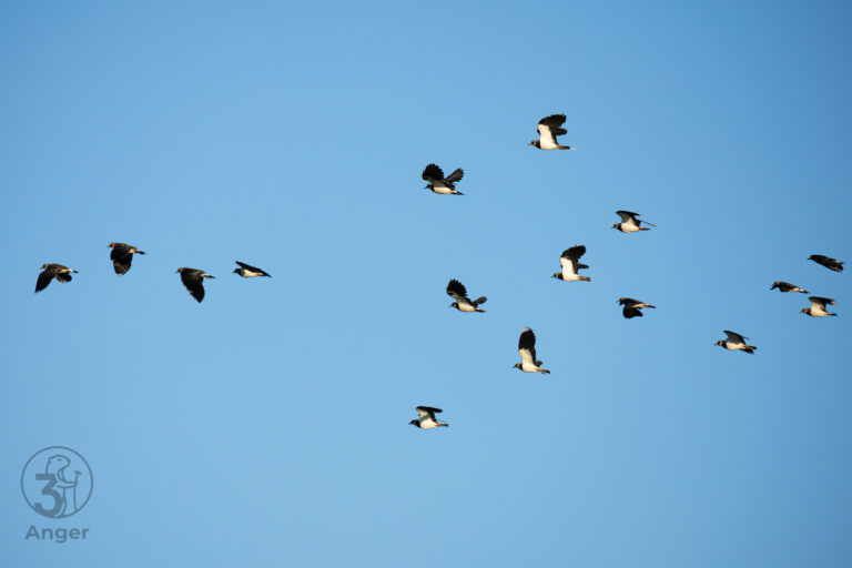 Ein kompakter Schwarm Kiebitze fliegt durch das Bild vor klaren blauem Himmel.