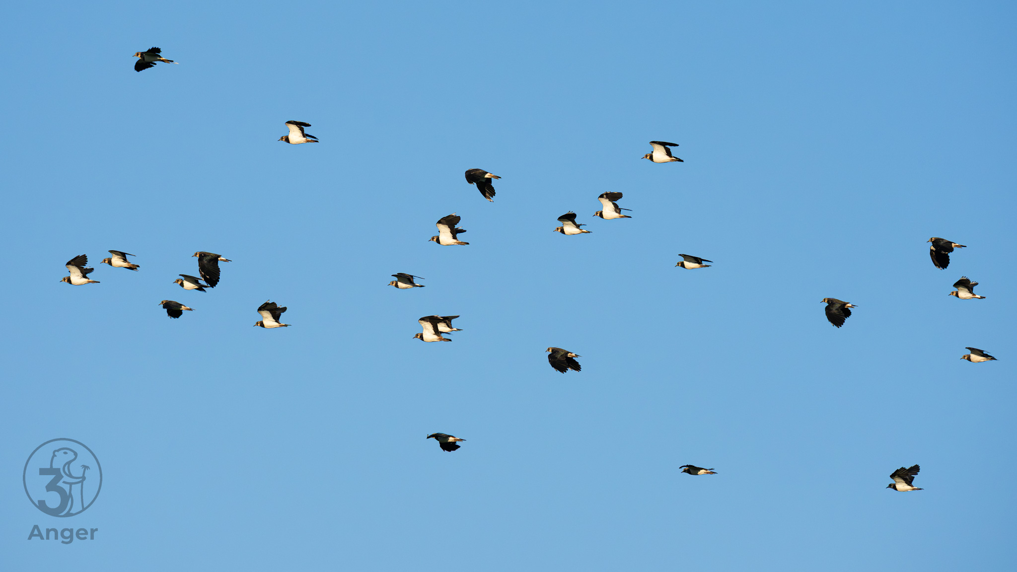 Zahlreiche Kiebitze verteilen sich im Flug über einen klaren blaue Himmel