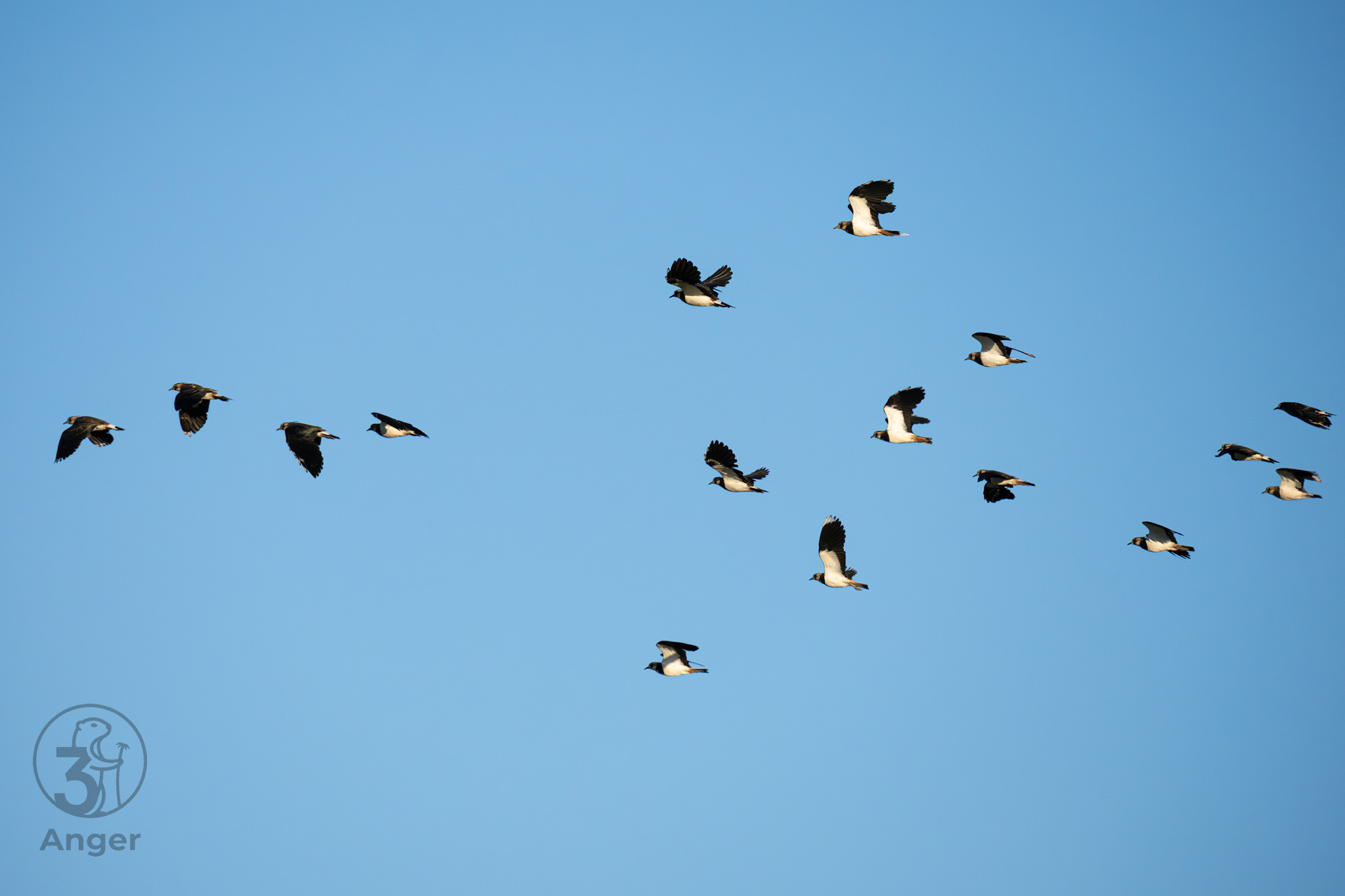 Ein kompakter Schwarm Kiebitze fliegt durch das Bild vor klaren blauem Himmel.