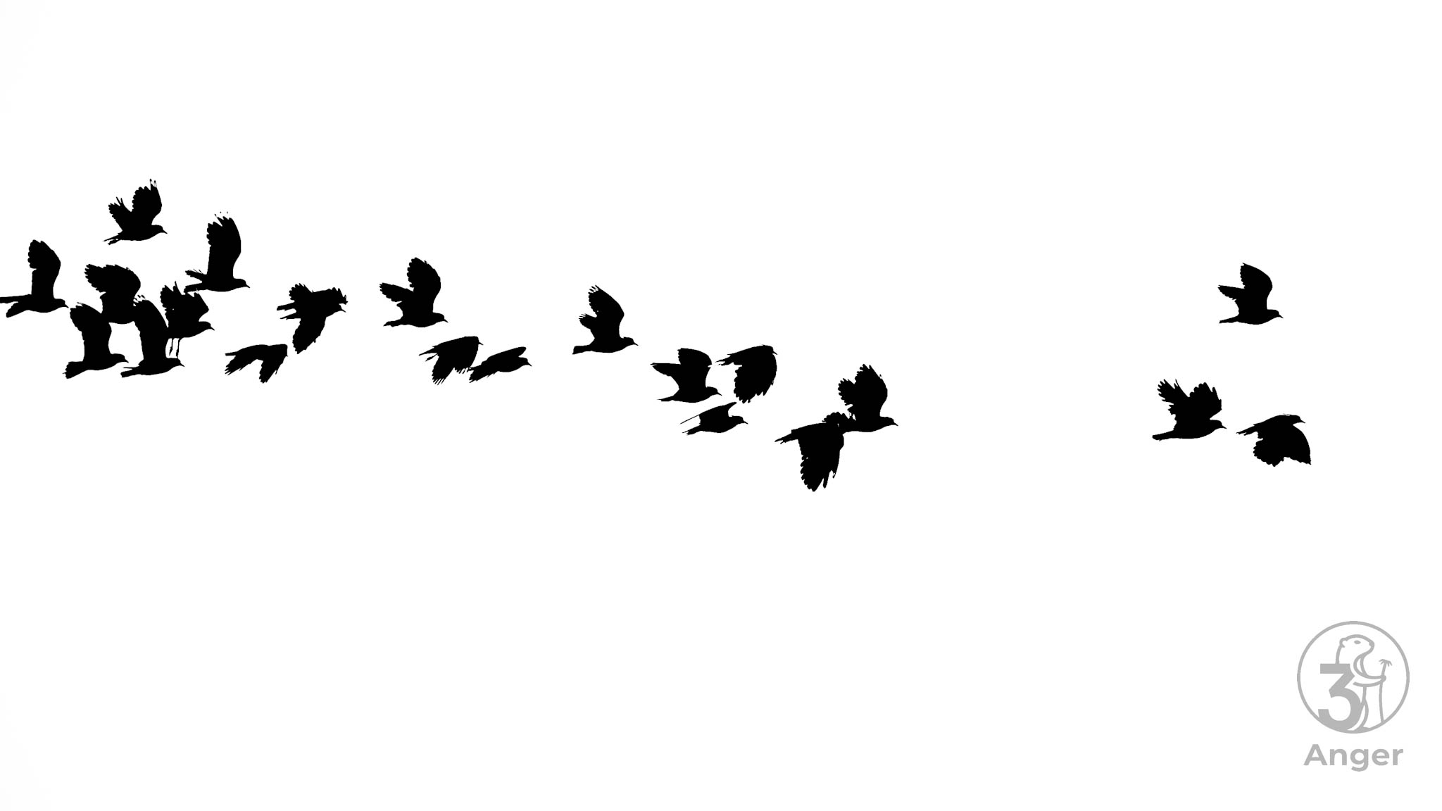 Dunkle Silhouetten fliegender Kiebitze bewegen sich quer durch das Bild vor weißen Hintergrund.