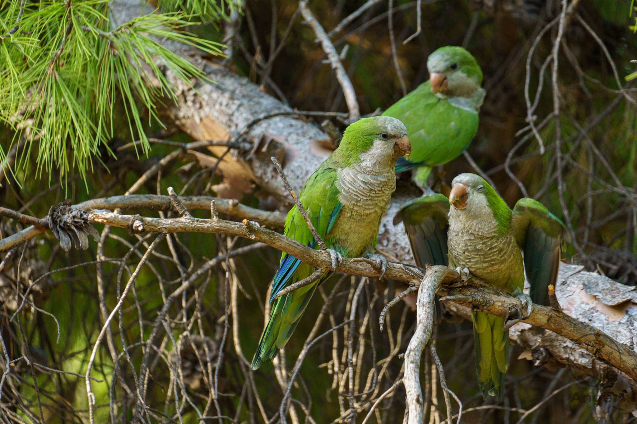 Drei grüne Mönchssittiche auf Kiefernästen; der Jungvogel im Vordergrund breitet lautstark bettelnd die Flügel aus