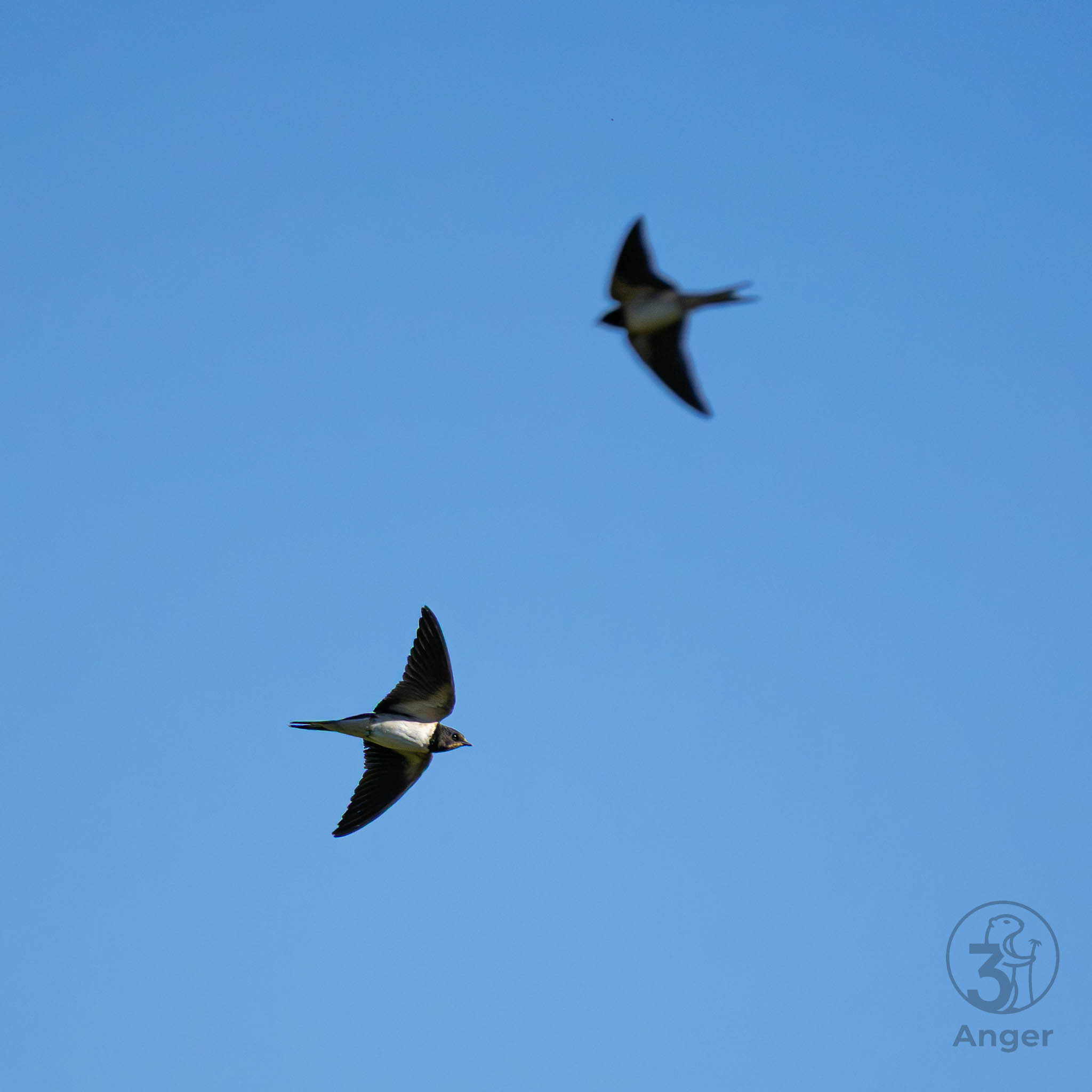 Zwei Rauchschwalben fliegen mit charakteristisch gespaltenem Schwanz vor blauem Himmel.