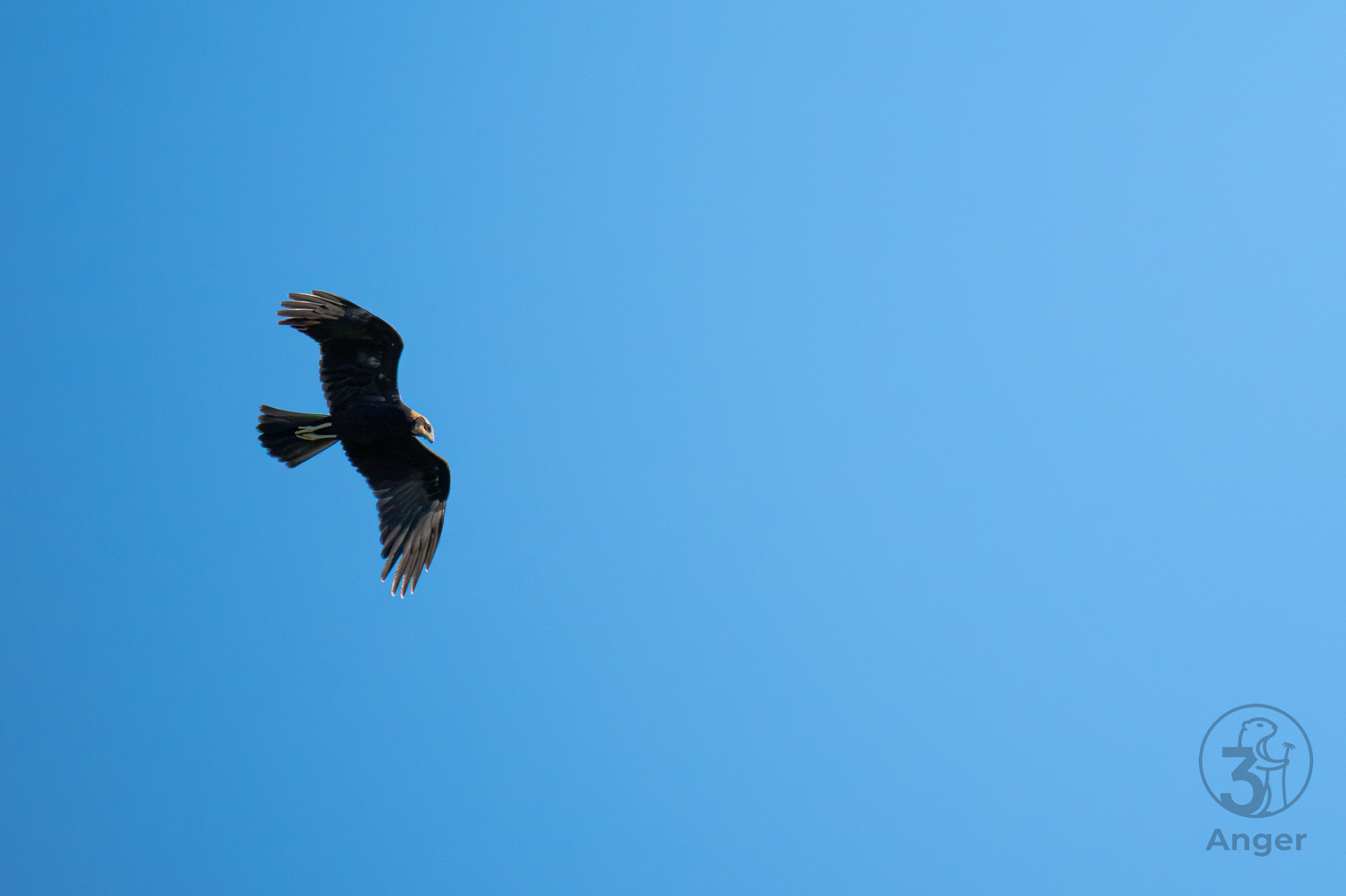 Eine junge Rohrweihe segelt mit leicht V-förmig gehaltenen Schwingen vor einem tiefblauen, klaren Himmel.