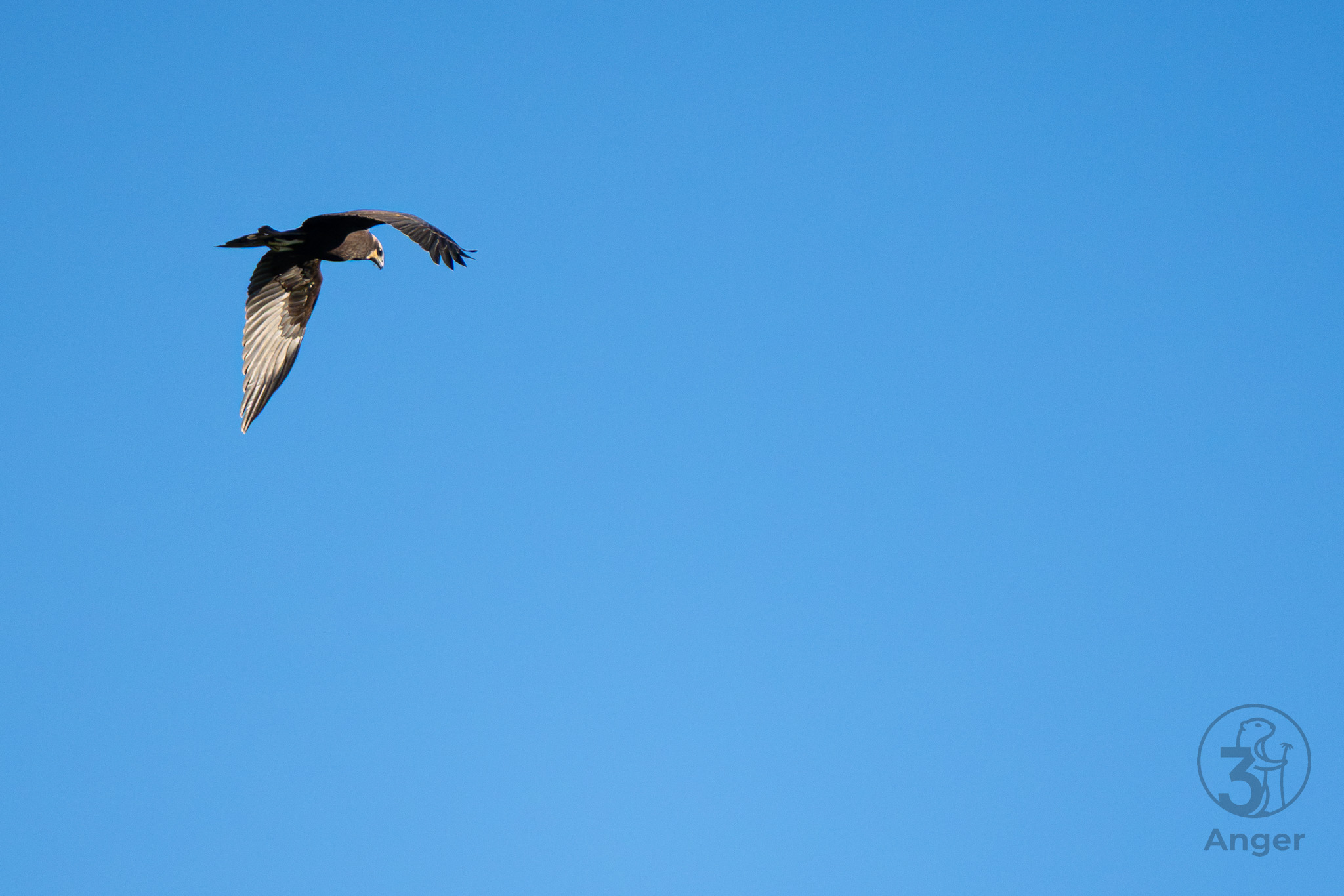 Eine junge Rohrweihe schlägt im Gleitflug, vor strahlend blauem Himmel, zwischendurch mit den Flügeln.