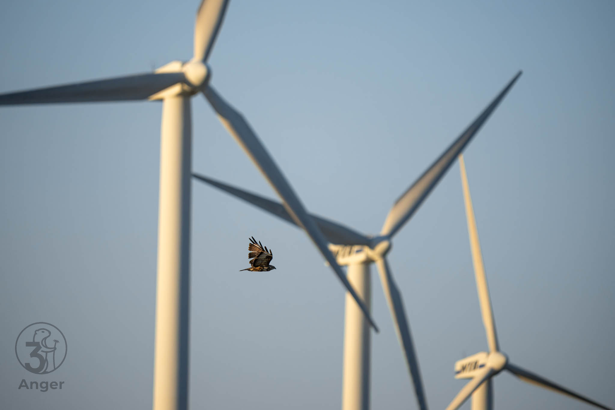 Eine Rohrweihe zieht in ihrem Revier dicht an den Windrädern ihre Runden.