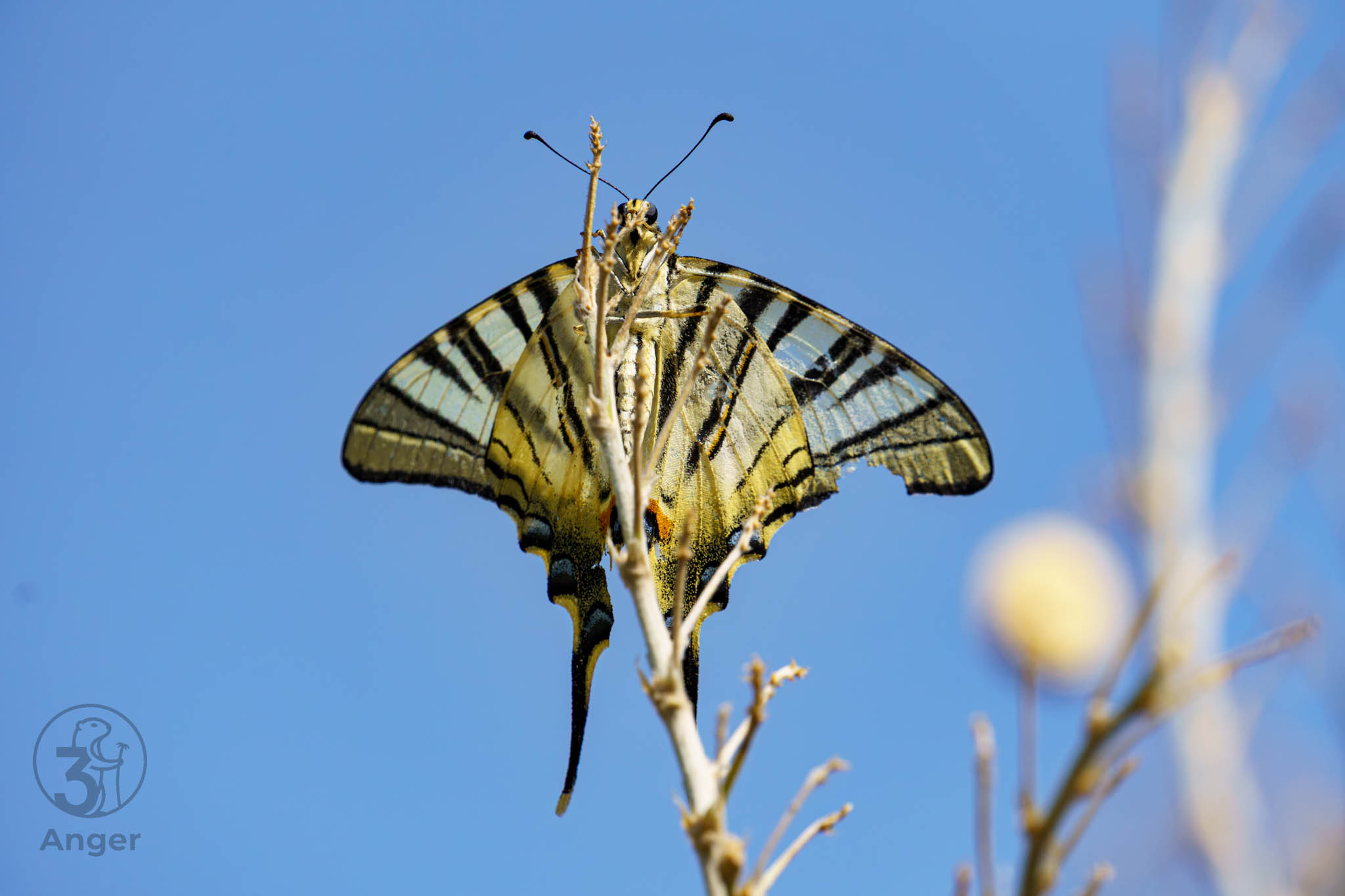 Segelfalter mit weit geöffneten, charakteristisch schwarz-gelb gestreiften Flügeln auf einem dünnen Ast vor blauem Himmel.